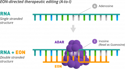 EON-directed therapeutic editing (A-to-I)