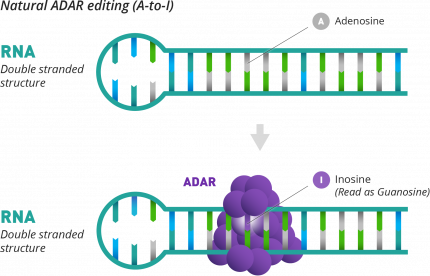 Natural ADAR editing (A-to-I)